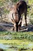 Waterbuck :: Wasserbock