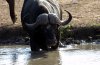 Buffalo :: Wasserbffel