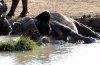 Buffalo :: Wasserbüffel