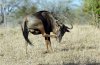 Wildebeest :: Streifengnu