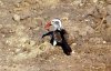 Redbilled Hornbill