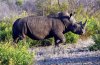 White Rhino or White Rhinoceros :: Breitmaulnashorn