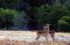 Impala :: Schwarzfersenantilope