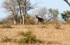 Spotted Hyena :: Tpfelhyne