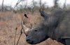 White Rhino or White Rhinoceros :: Breitmaulnashorn