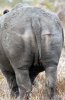 White Rhino or White Rhinoceros :: Breitmaulnashorn