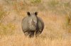 White Rhino or White Rhinoceros :: Breitmaulnashorn