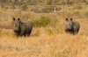 White Rhino or White Rhinoceros :: Breitmaulnashorn