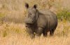 White Rhino or White Rhinoceros :: Breitmaulnashorn