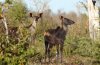 Kudu :: Groer Kudu