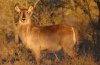 Waterbuck :: Wasserbock