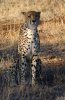 Cheetah :: Gepard