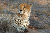 Cheetah :: Gepard