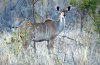 Kudu :: Groer Kudu