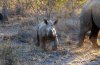 White Rhino or White Rhinoceros :: Breitmaulnashorn