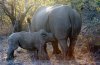 White Rhino or White Rhinoceros :: Breitmaulnashorn