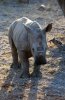 White Rhino or White Rhinoceros :: Breitmaulnashorn