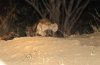 Spotted Hyena :: Tpfelhyne