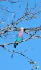 Lilac Breasted Roller