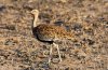 Red-crested Korhaan :: Rotschopftrappe