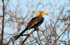 Yellow-billed Hornbill :: Gelbschnabeltoko