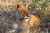 Lion :: Lwe 