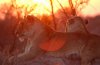 Lion :: Lwe 