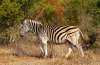 Plains Zebra :: Steppenzebra