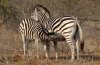 Plains Zebra :: Steppenzebra