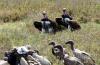 Lappet-faced Vulture :: Ohrengeier