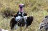 Lappet-faced Vulture :: Ohrengeier