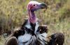 Lappet-faced Vulture :: Ohrengeier