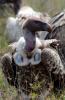 Lappet-faced Vulture :: Ohrengeier