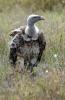 Rüppells Vulture :: Sperbergeier