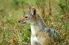 Black-backed Jackal :: Schabrackenschakal