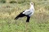 Secretary Bird :: Sekretr