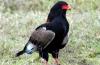 Bateleur  :: Gaukler