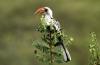 Red-billed Hornbill :: Rotschnabeltoko