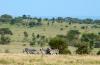 Plains Zebra :: Steppenzebra