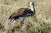 Kori Bustard :: Riesentrappe