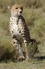 Cheetah :: Gepard