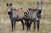 Plains Zebra :: Steppenzebra