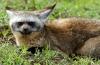 Bat-eared Fox :: Löffelhund