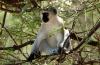 Vervet Monkey :: Grnmeerkatze