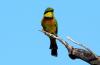 Little Bee-eater :: Zwergbienenfresser