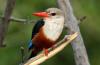 Grey-headed Kingfisher :: Graukopfliest