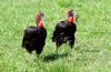 Ground Hornbill :: Hornrabe