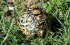 Leopard Tortoise :: Leopardenschildkröte