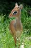 Grey Duiker :: Kronenducker