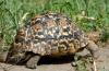 Leopard Tortoise :: Leopardenschildkröte